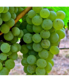 Vīnoga 'Syriusz' P9/C1