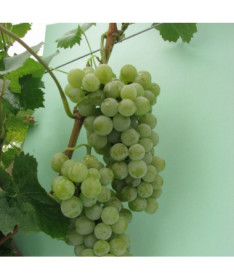 Vīnoga 'Seyval Blanc' P9/C1