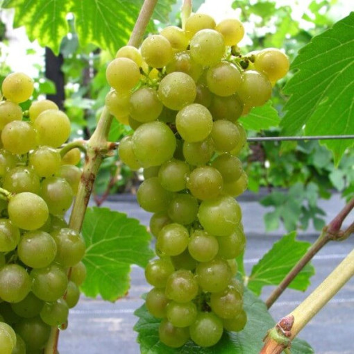 Vīnoga 'Seneca' P9/C1