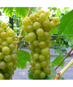 Vīnoga 'Seneca' P9/C1