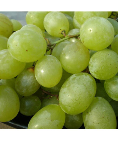 Vīnoga 'Seneca' P9/C1