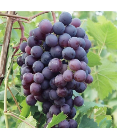 Vīnoga 'Schuyler' P9/C1