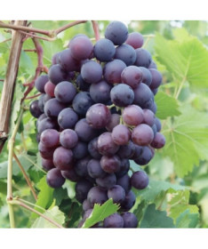 Vīnoga 'Schuyler' P9/C1