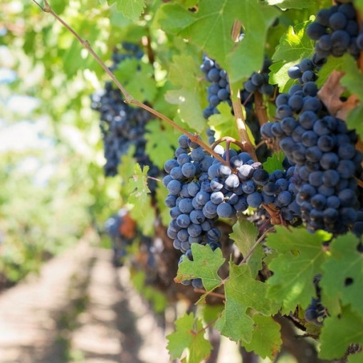 Vynuogė 'Rondo' P9/C1