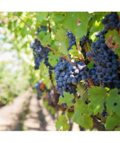 Vynuogė 'Rondo' P9/C1