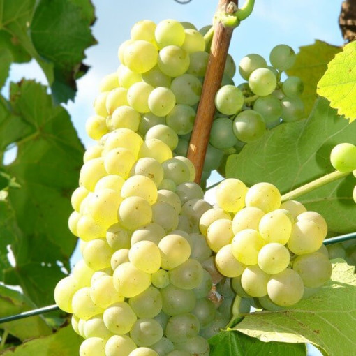 Vīnoga 'Refren' P9/C1