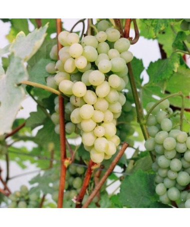 Vīnoga 'Refren' P9/C1