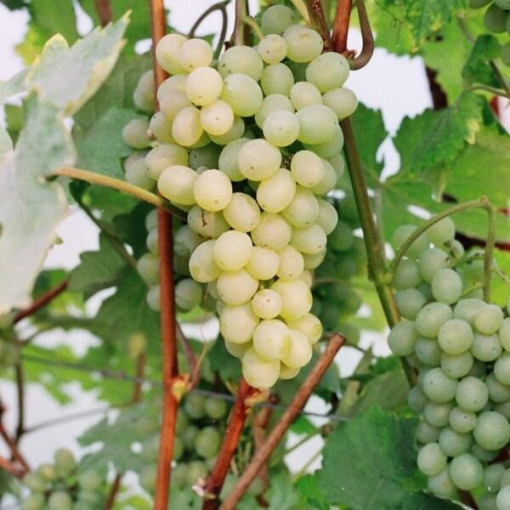 Vīnoga 'Refren' P9/C1