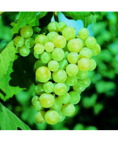Vynuogė 'Pinot Blanc' 2L vazonas