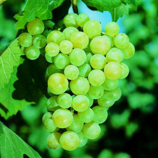 Vynuogė 'Pinot Blanc' 2L vazonas