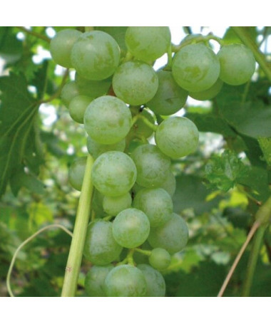 Vynuogė 'Pinot Blanc' 2L vazonas