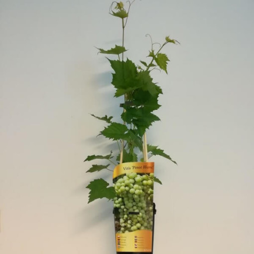 Vynuogė 'Pinot Blanc' 2L vazonas