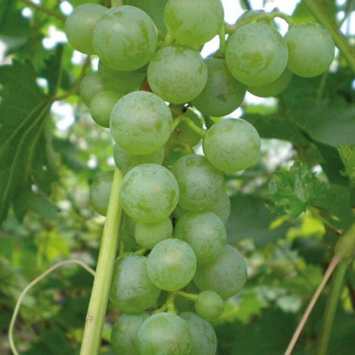 Vīnoga 'Pinot Blanc' P9/C1
