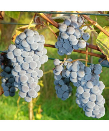 Vīnoga 'New York Muscat' P9/C1