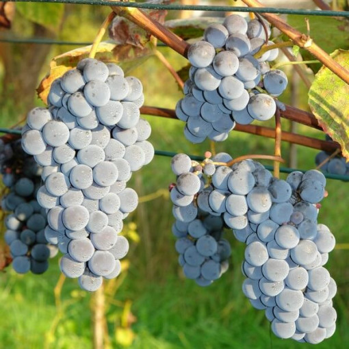 Vīnoga 'New York Muscat' P9/C1