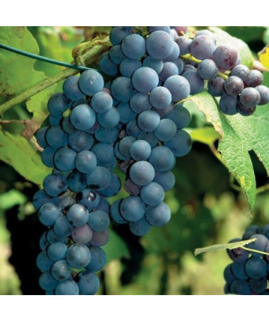 Vīnoga 'New York Muscat' P9/C1