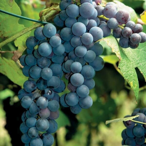 Vīnoga 'New York Muscat' P9/C1
