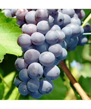 Vīnoga 'Nero' P9/C1