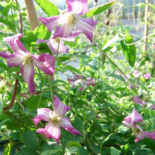 Clematis MINUET (viticella) pods. 4L