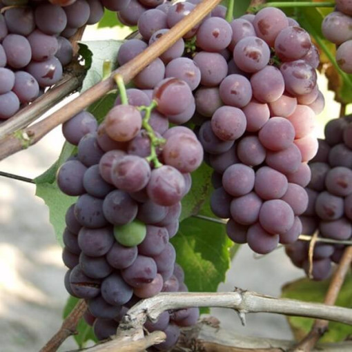 Vīnoga 'Lidia' (Izturīga pret salu) P9/C1