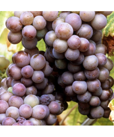 Vīnoga 'Kerling' P9/C1