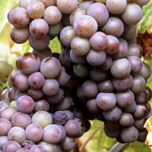 Vīnoga 'Kerling' P9/C1