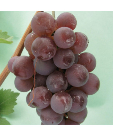 Vīnoga 'Kerling' P9/C1