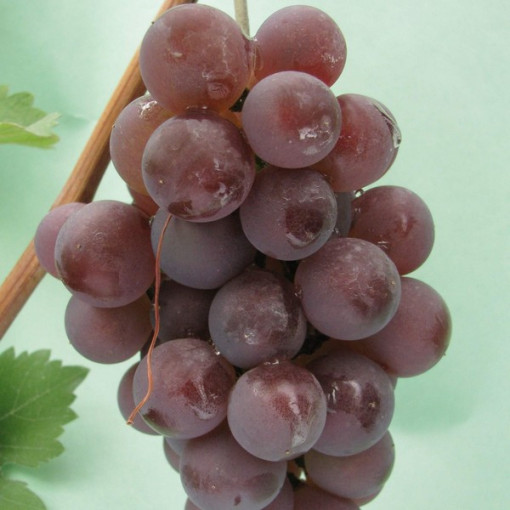 Vīnoga 'Kerling' P9/C1