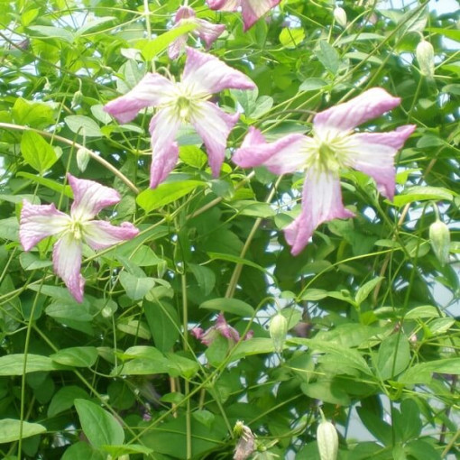 Clematis MINUET (viticella) pods. 4L