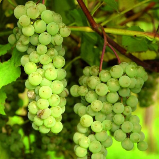 Besėklė vynuogė 'Interlaken' P9/C1