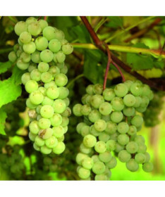 Besėklė vynuogė 'Interlaken' P9/C1