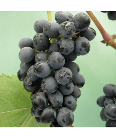 Vynuogė 'Golubok' P9/C1