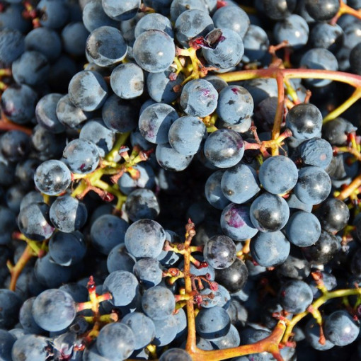 Vynuogė 'Frontenac'