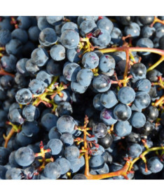 Vynuogė 'Frontenac'