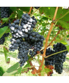 Vynuogė 'Fredonia' P9/C1