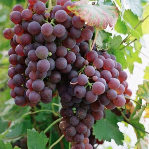 Vīnoga 'Rozā Chrupka' P9/C1