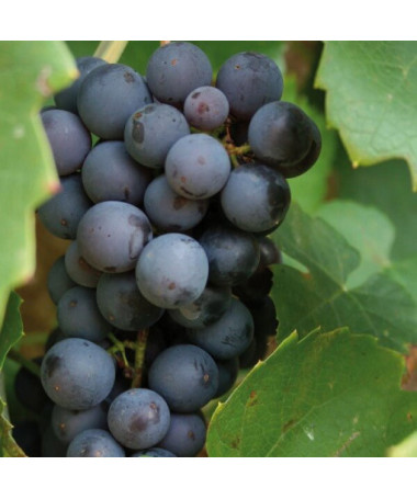 Vynuogė 'Cascade' P9/C1