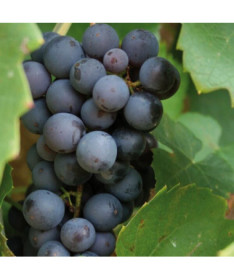 Vynuogė 'Cascade' P9/C1