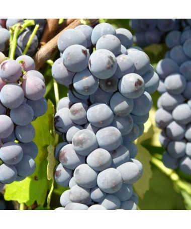 Vynuogė 'Cascade' P9/C1