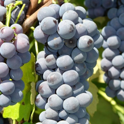 Vynuogė 'Cascade' P9/C1