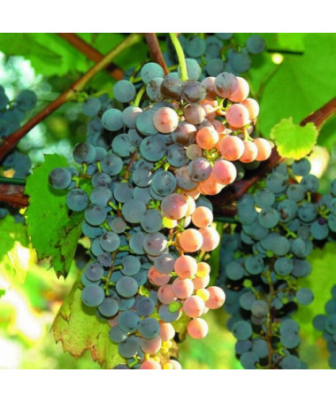 Vīnoga 'Canadice' BEZSĒKLU P9/C1