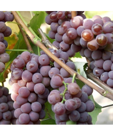 Vynuogė 'Cabernet Franc' P9/C1