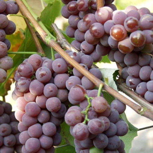 Vynuogė 'Cabernet Franc' P9/C1