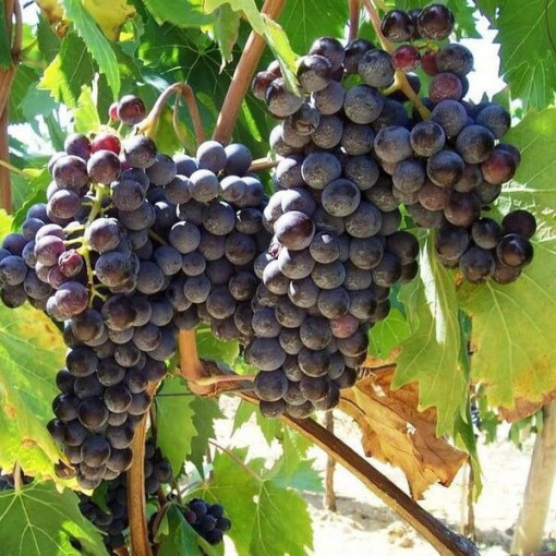 Vynuogė 'Boskoop Glory' P9/C1