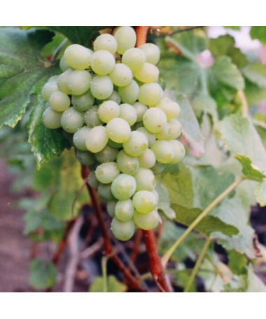 Vīnkoks 'Bianca' P9/C1