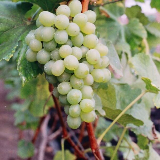 Vīnkoks 'Bianca' P9/C1