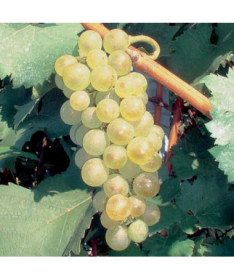 Vīnkoks 'Aurora' P9/C1