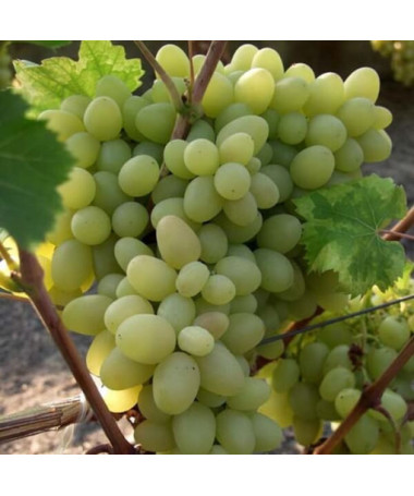 Vīnkoks 'Arkadia' P9/C1