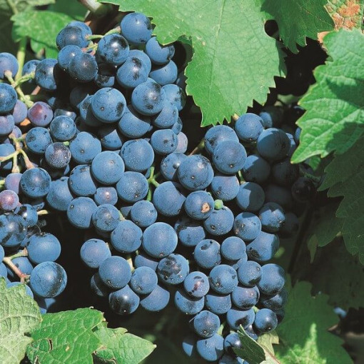 Vynuogė 'Alwood' P9/C1