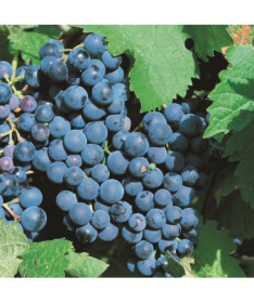 Vynuogė 'Alwood' P9/C1